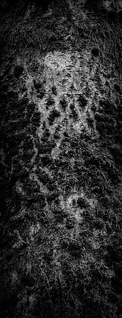V15DM6  Ash Tree Bark