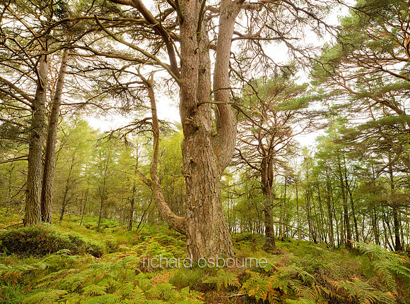 V4RS30  The Black Wood of Rannoch, Perthshire, Scotland
